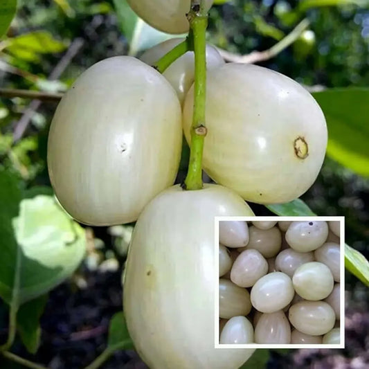 Thai White Jamun Fruit Plants For Home & Gardening