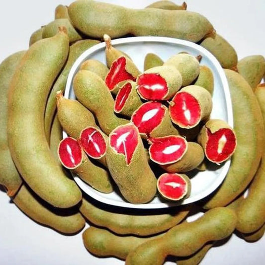 Red Imli Fruit Plants For Home & Gardening