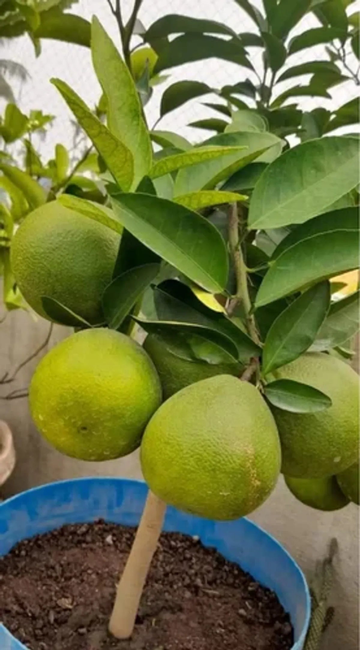 Vietnam Malta Fruit Plants For Home & Gardening