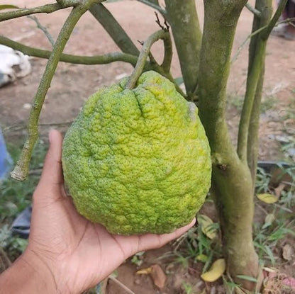 Vietnam Malta Fruit Plants For Home & Gardening