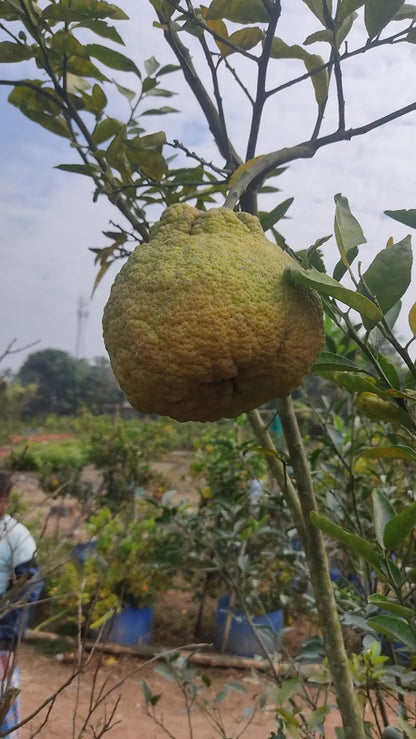 Vietnam Malta Fruit Plants For Home & Gardening