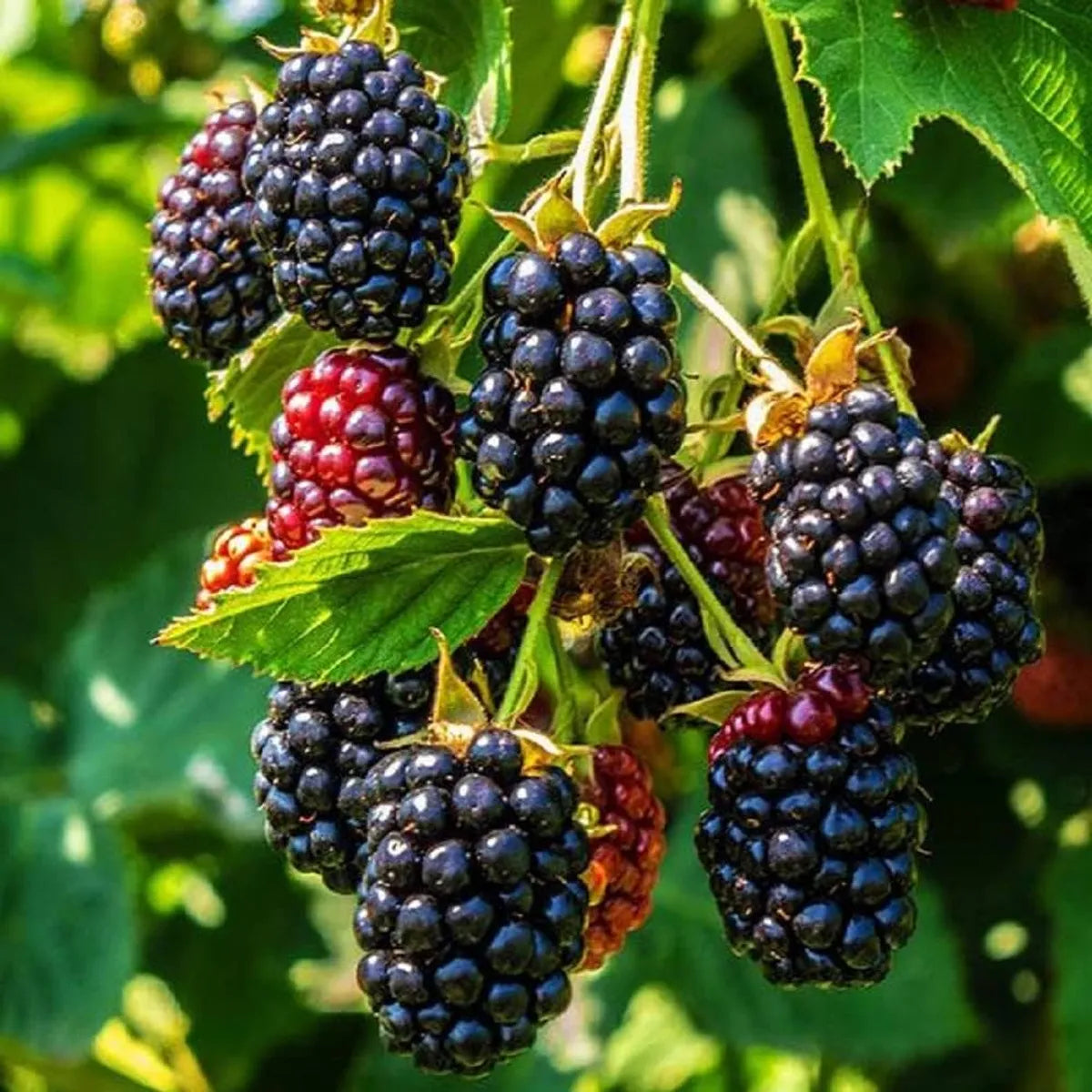 Blackberry Fruit Plants For Home & Gardening