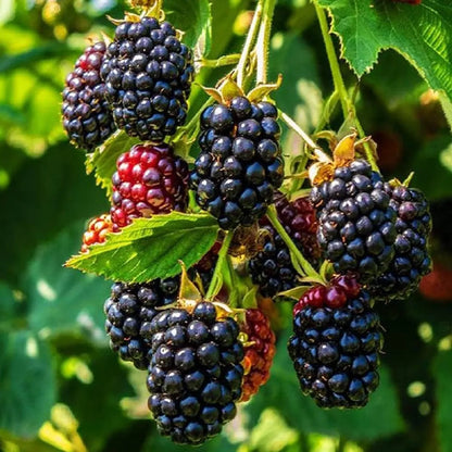 Blackberry Fruit Plants For Home & Gardening