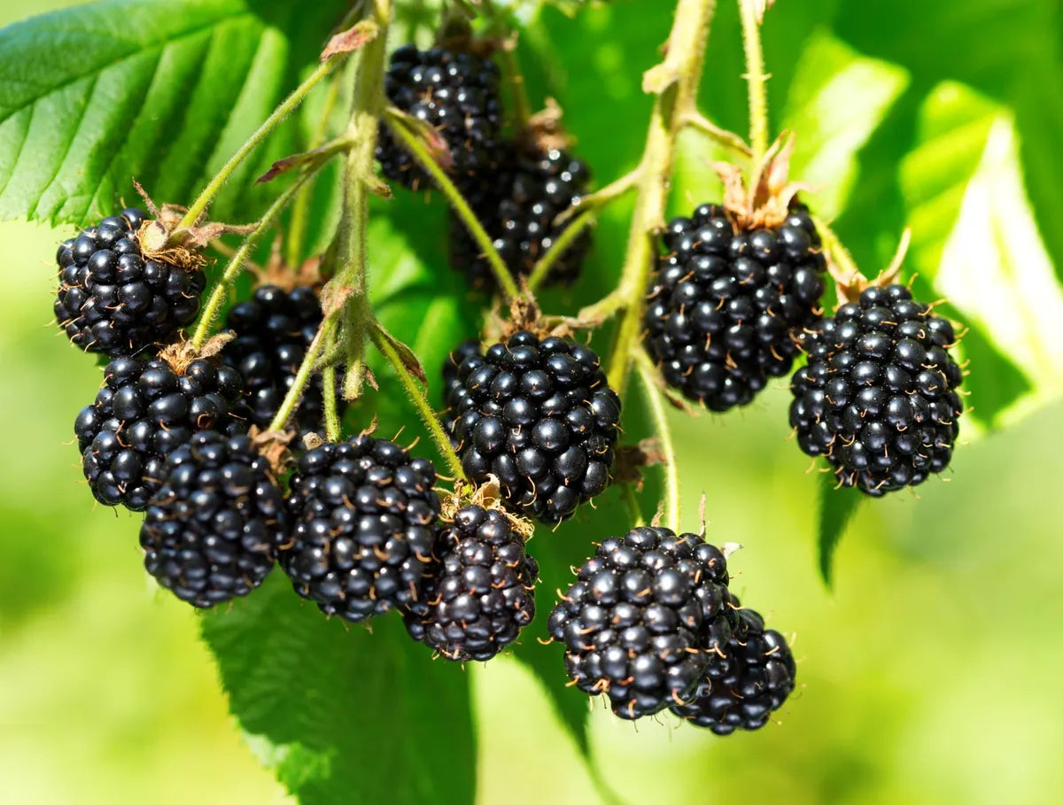 Blackberry Fruit Plants For Home & Gardening