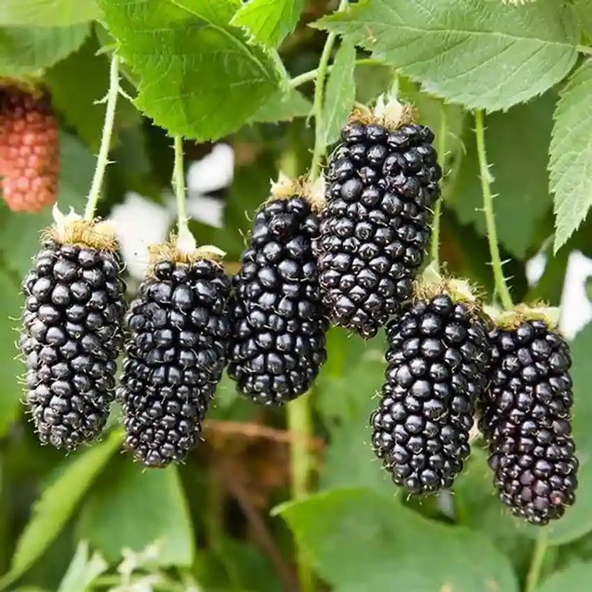 Blackberry Fruit Plants For Home & Gardening