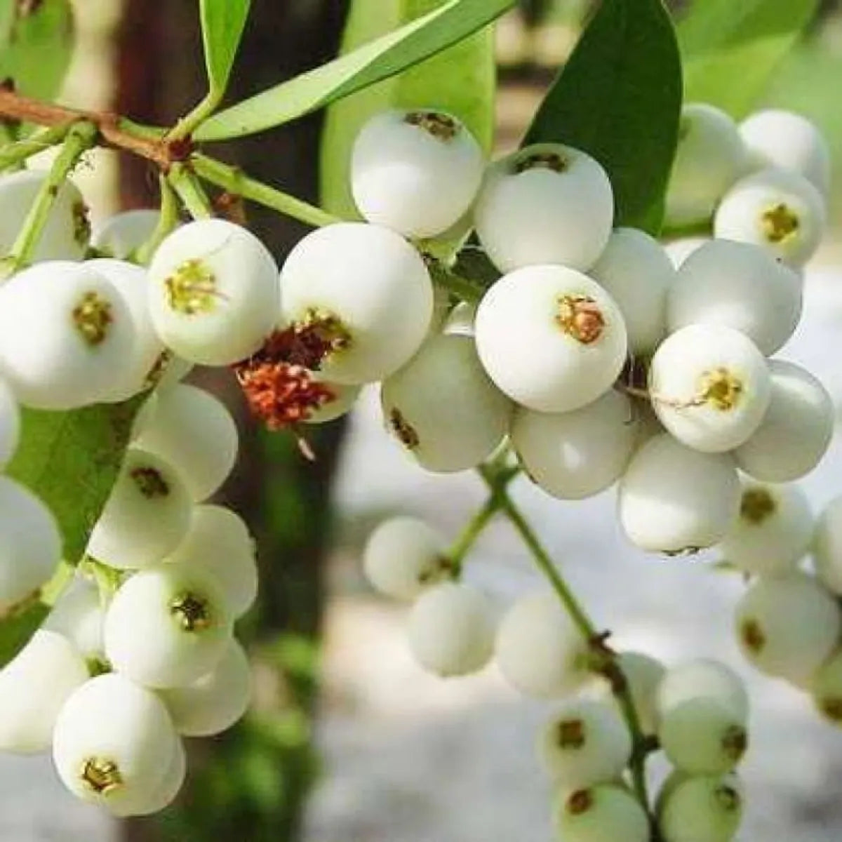 Cat Eye Berry Fruit Plant For Home & Gardening