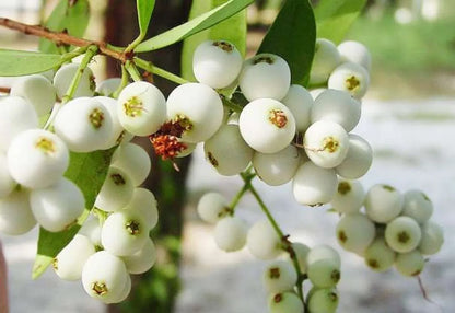 Cat Eye Berry Fruit Plant For Home & Gardening