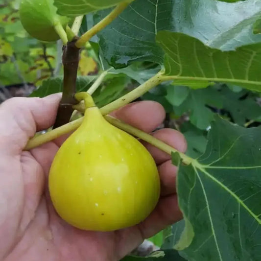 Five Finger Anjeer Fruit Plants For Home & Gardening