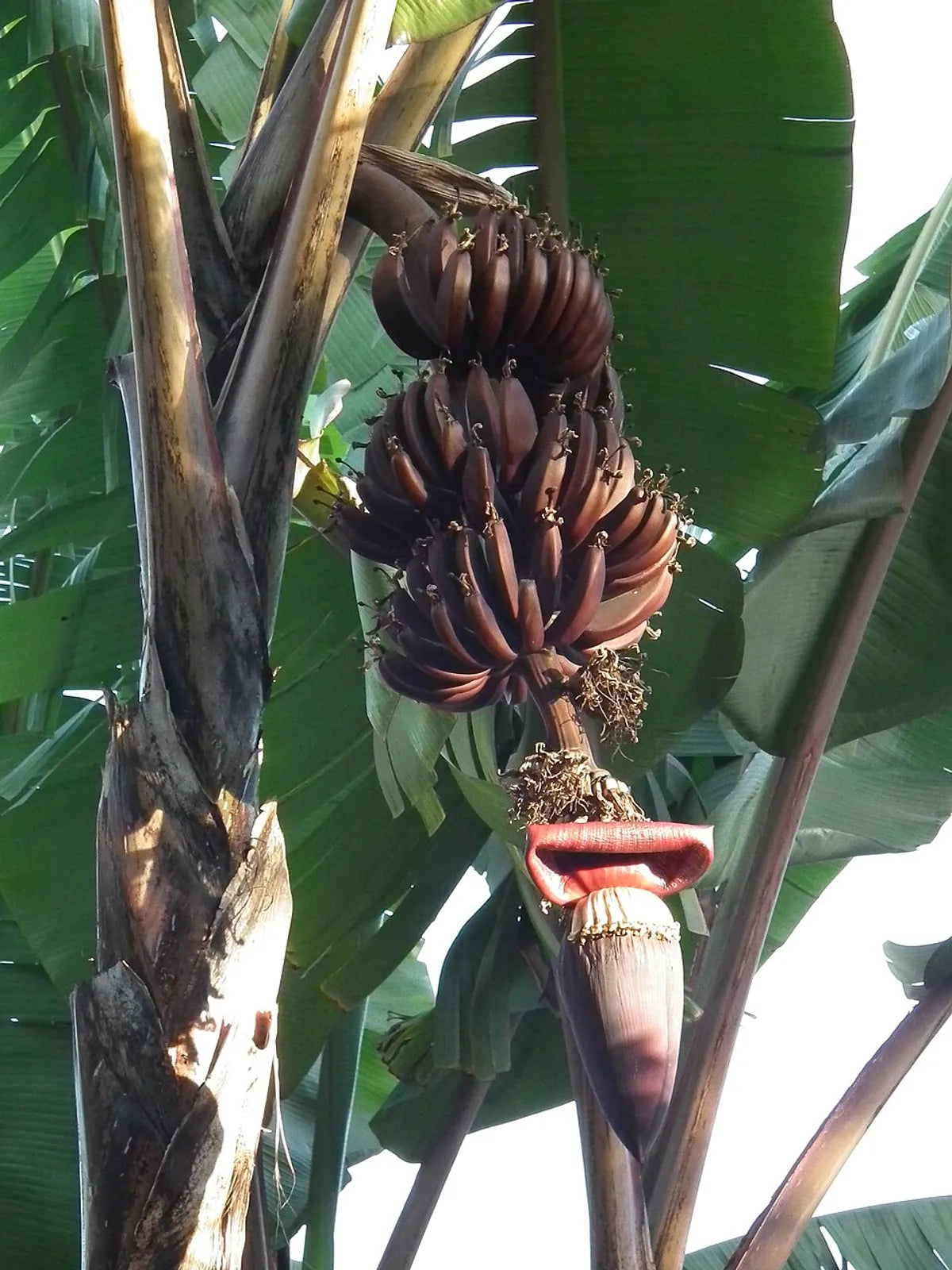 Red Banana Fruit Plants For Home & Gardening