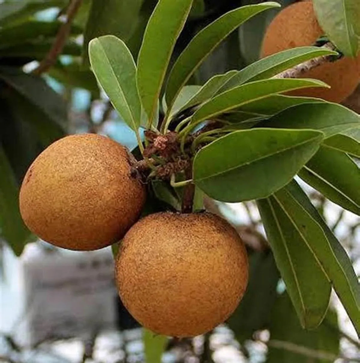 Cricket Ball Chiku Fruit Plants For Home & Gardening