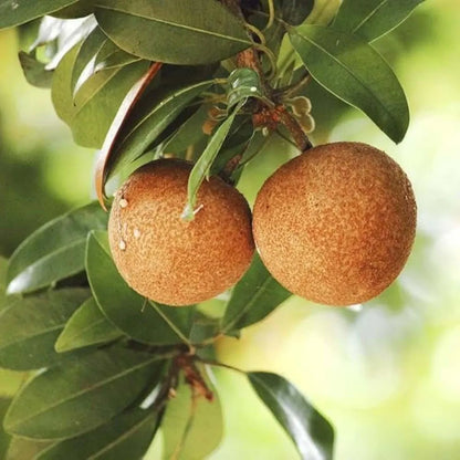 Cricket Ball Chiku Fruit Plants For Home & Gardening