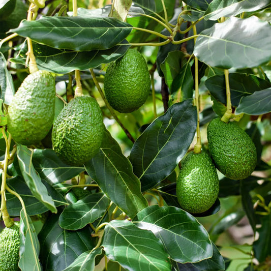 Avocado Fruit Plants For Home & Gardening