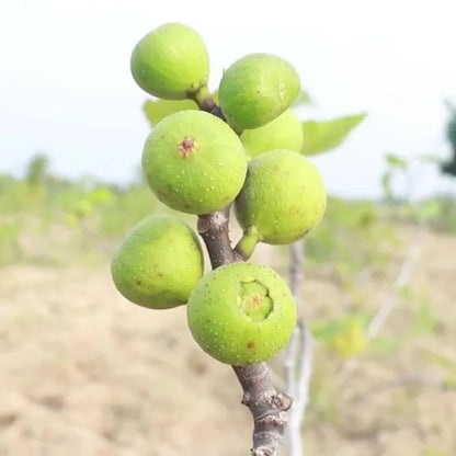 Anjeer Fruit Plants For Home & Gardening