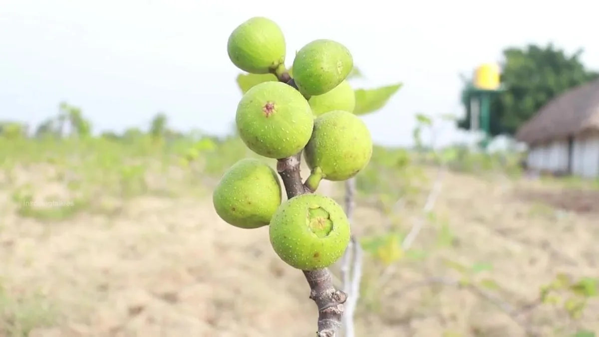 Anjeer Fruit Plants For Home & Gardening