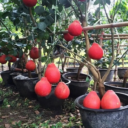 Red Jambura Fruit Plant For Home & Gardening