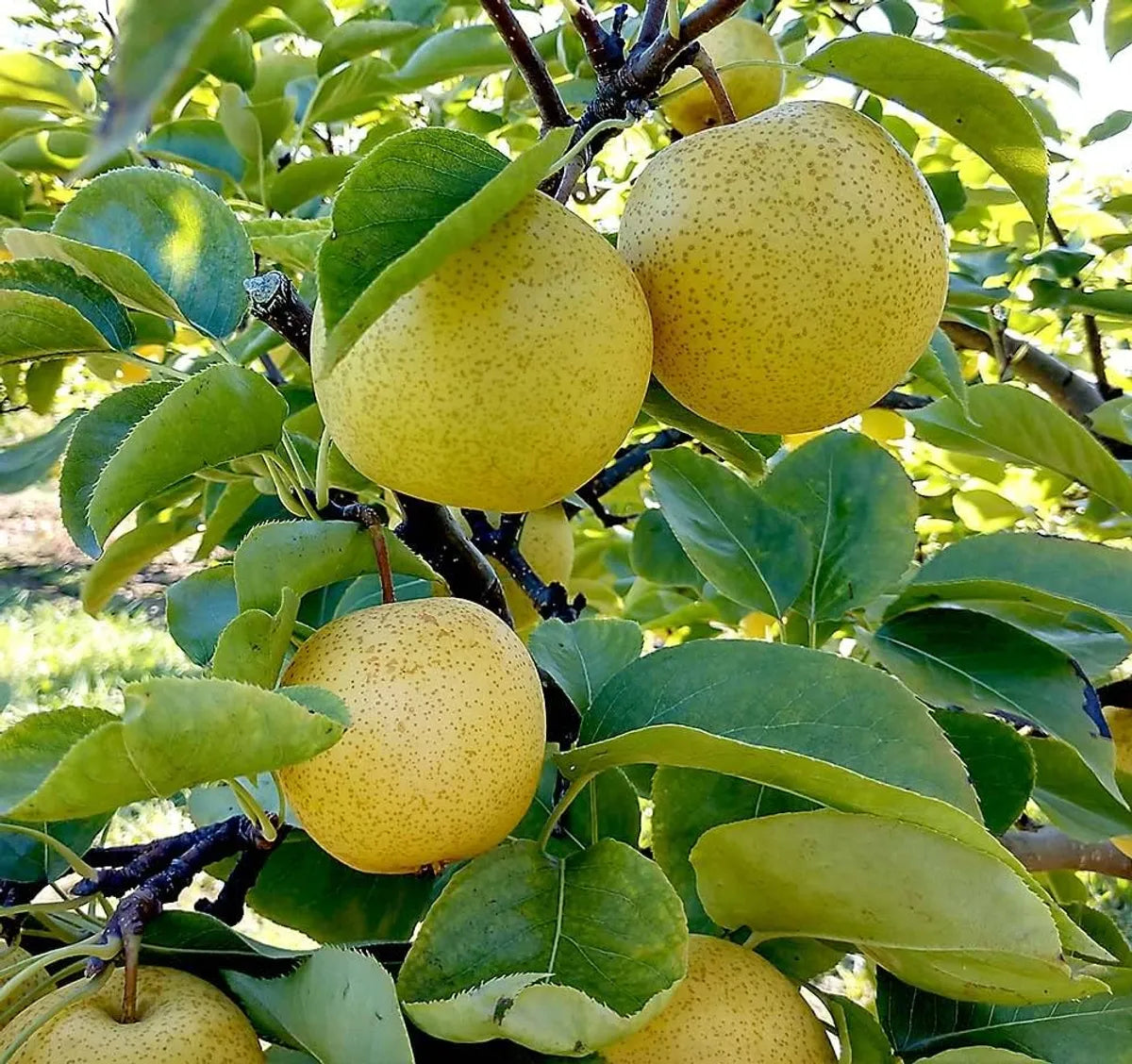 Nashpati Fruit Plants For Home & Gardening