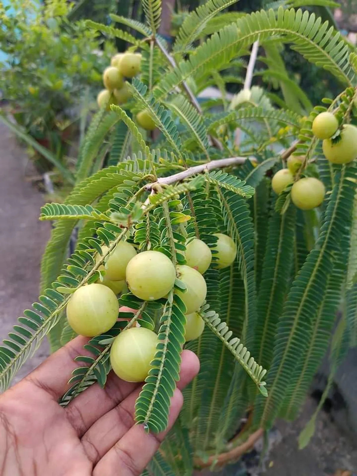 Green Amla Fruit Plants For Home & Gardening