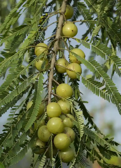 Green Amla Fruit Plants For Home & Gardening