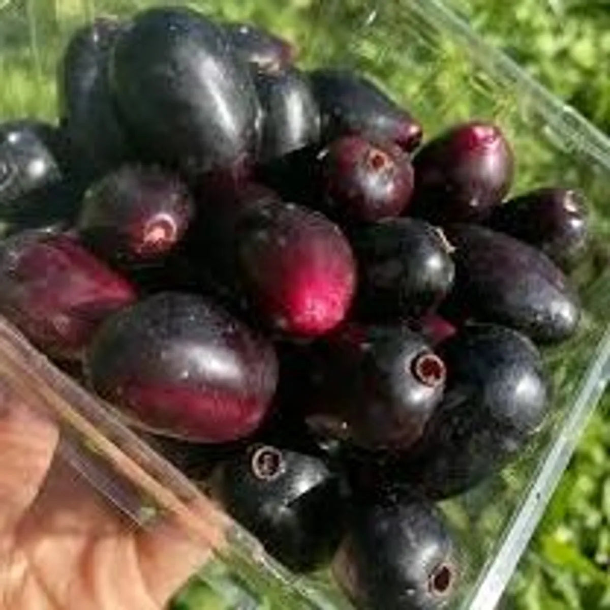 Thai King Jamun Fruit Plants For Home & Gardening