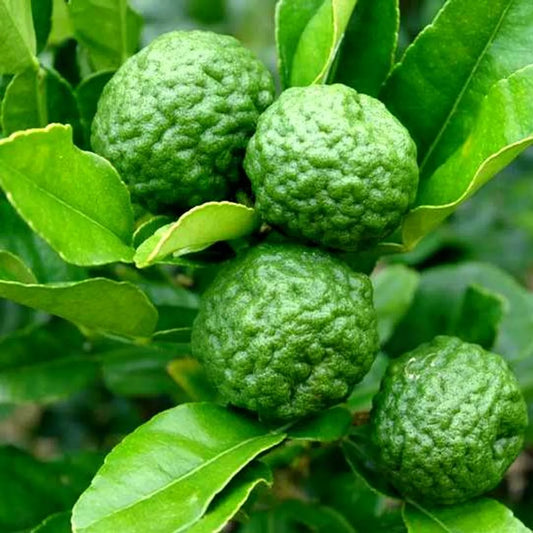 Kaffir Lime Fruit Plants For Home & Gardening