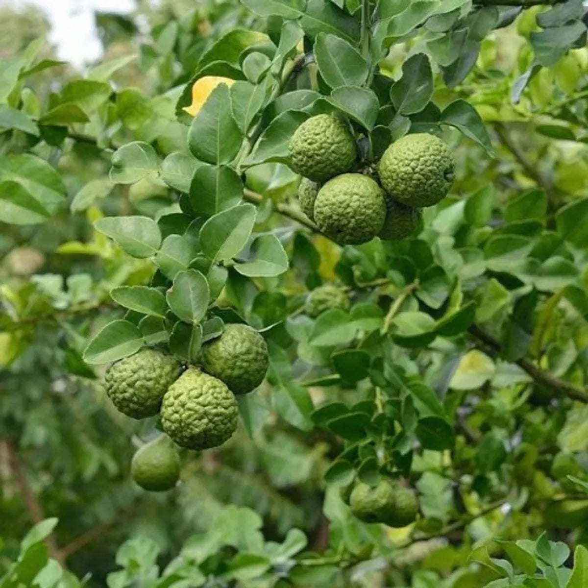 Kaffir Lime Fruit Plants For Home & Gardening