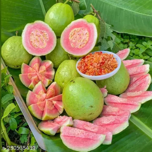 Taiwan Pink Guava Fruit Plants For Home & Gardening