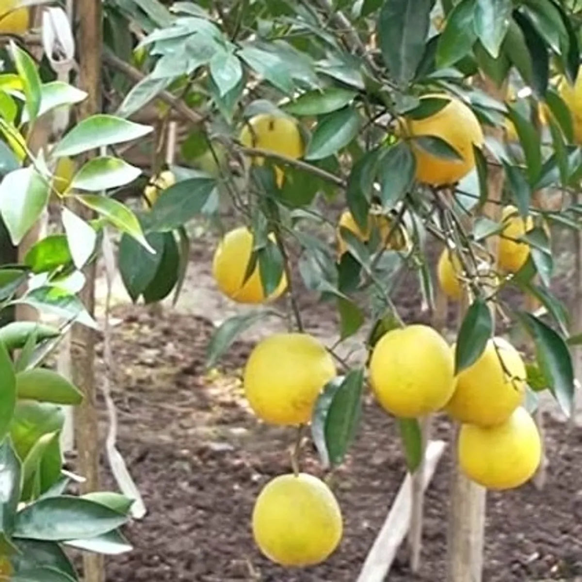 Yellow Malta Fruit Plants For Home & Gardening
