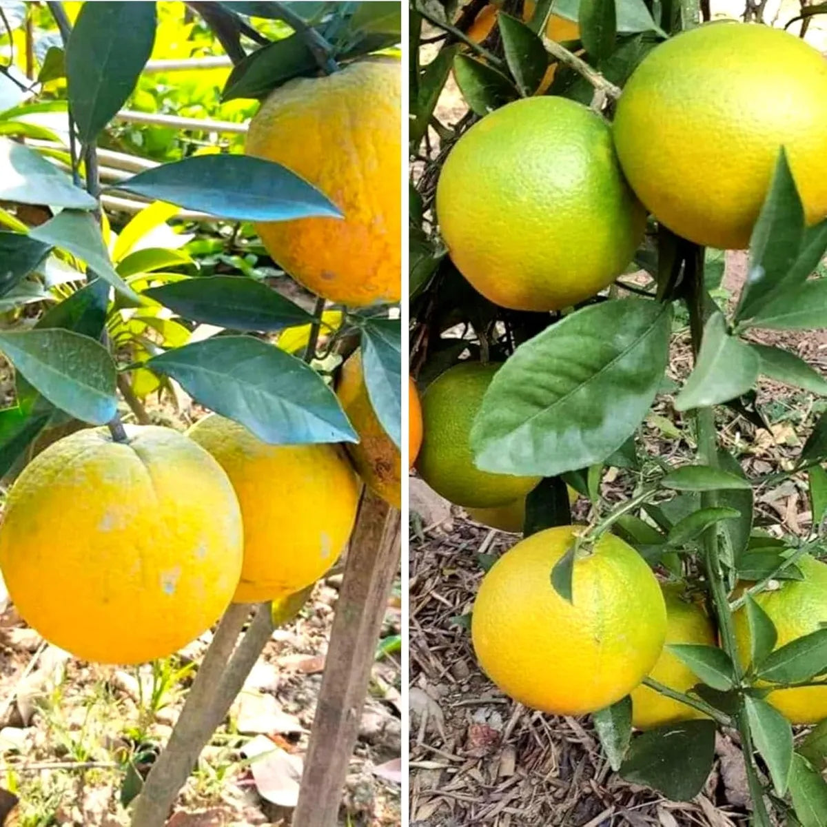 Yellow Malta Fruit Plants For Home & Gardening