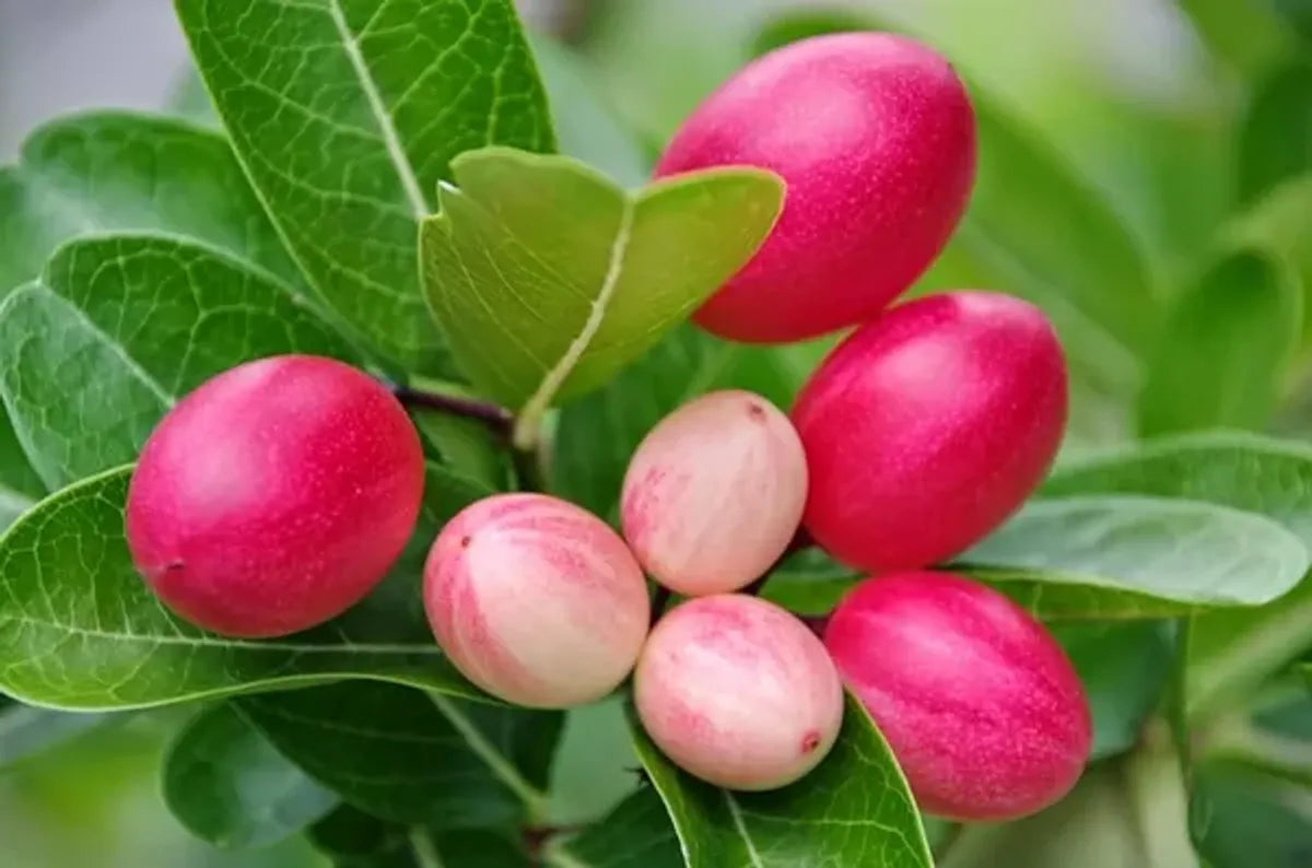 Karonda Fruit Plants For Home & Gardening