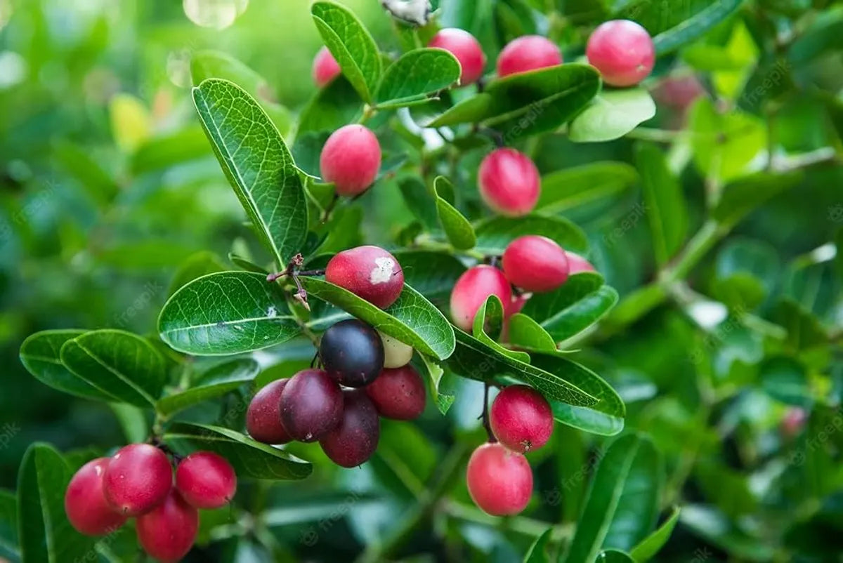 Karonda Fruit Plants For Home & Gardening