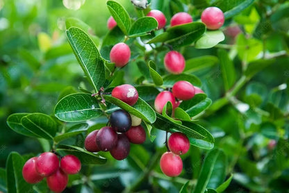 Karonda Fruit Plants For Home & Gardening
