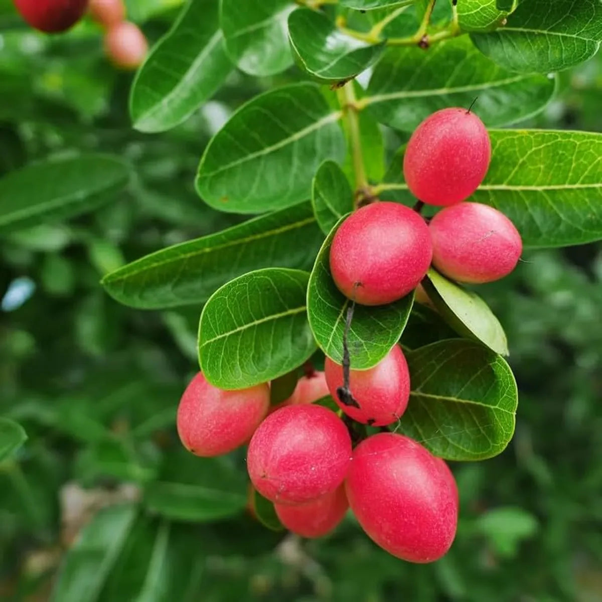Karonda Fruit Plants For Home & Gardening