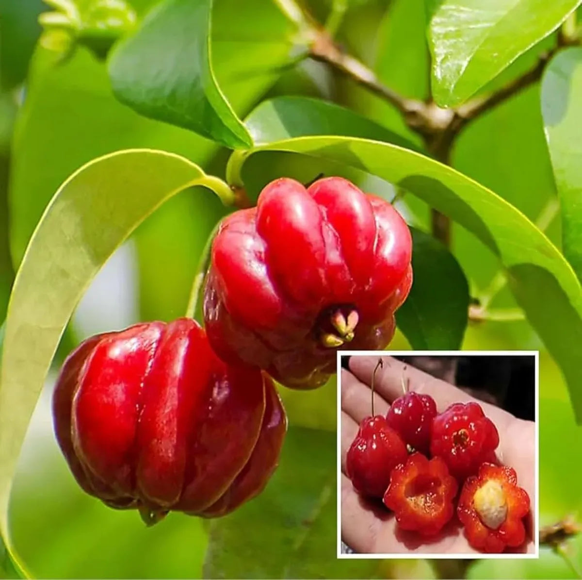 Red Surinam Cherry Fruit Plants For Home & Gardening