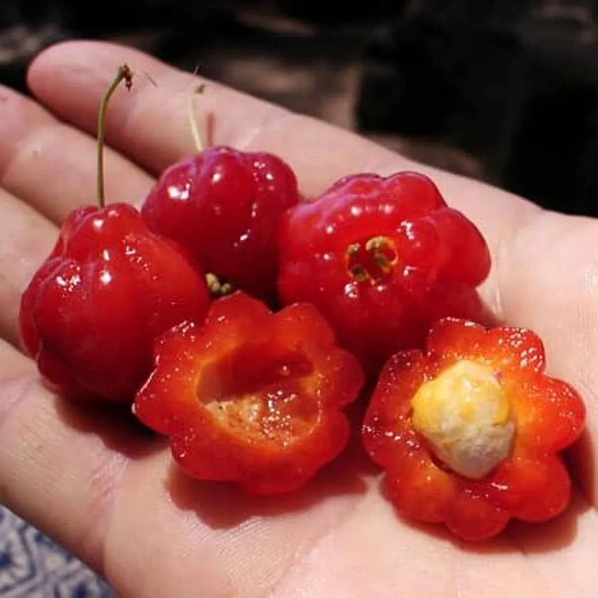 Red Surinam Cherry Fruit Plants For Home & Gardening
