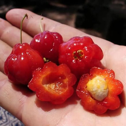 Red Surinam Cherry Fruit Plants For Home & Gardening