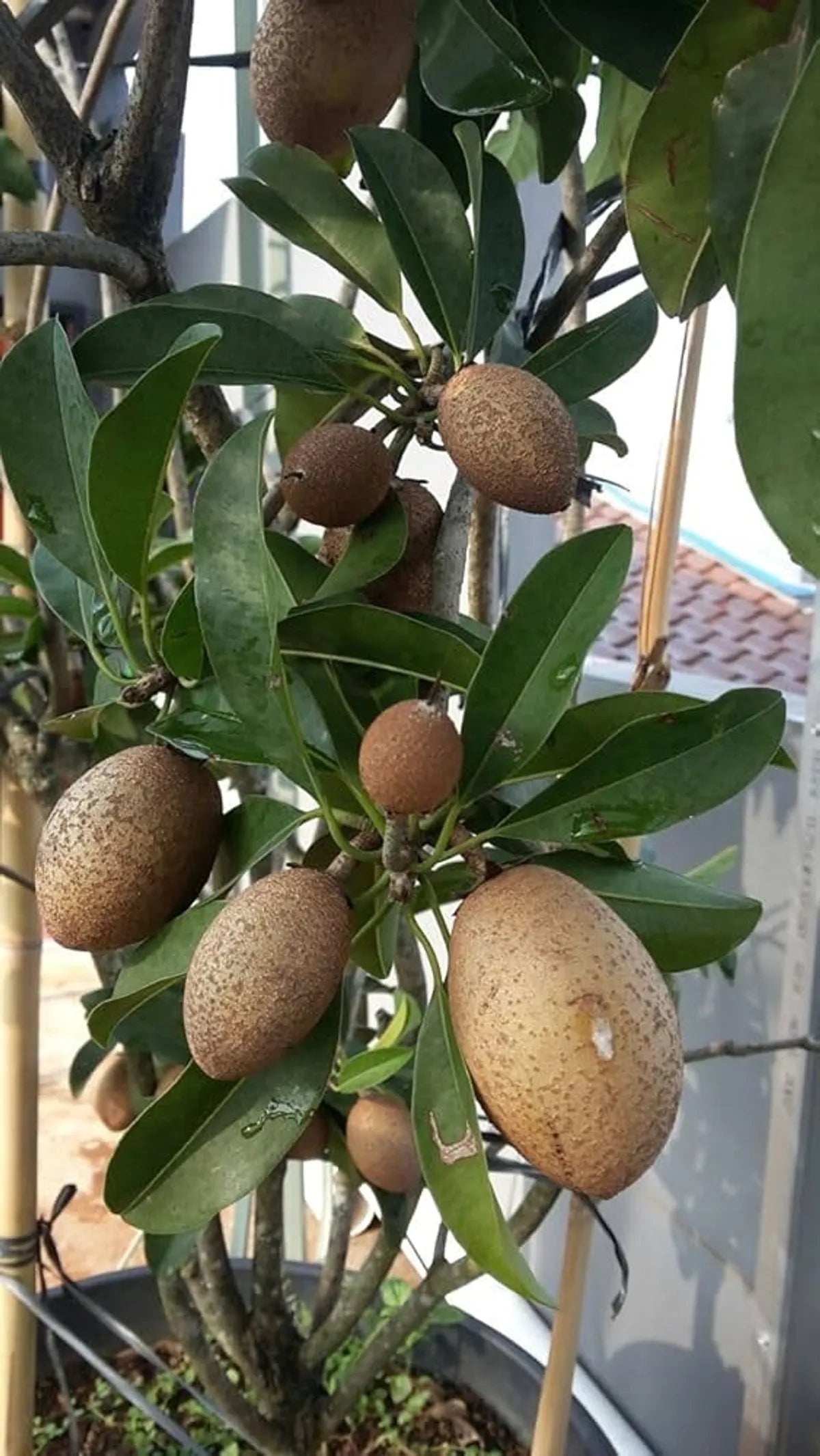 Long Chiku Fruit Plants For Home & Gardening