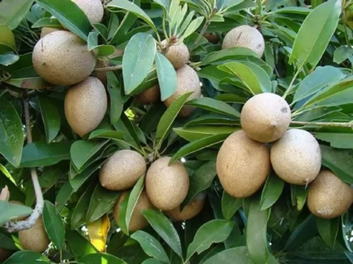 Chiku Fruit Plants For Home & Gardening