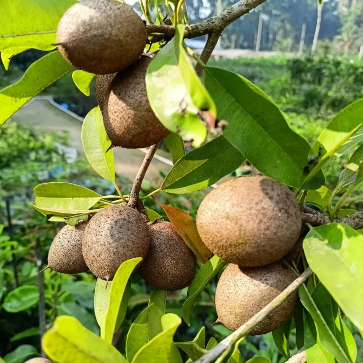 Chiku Fruit Plants For Home & Gardening