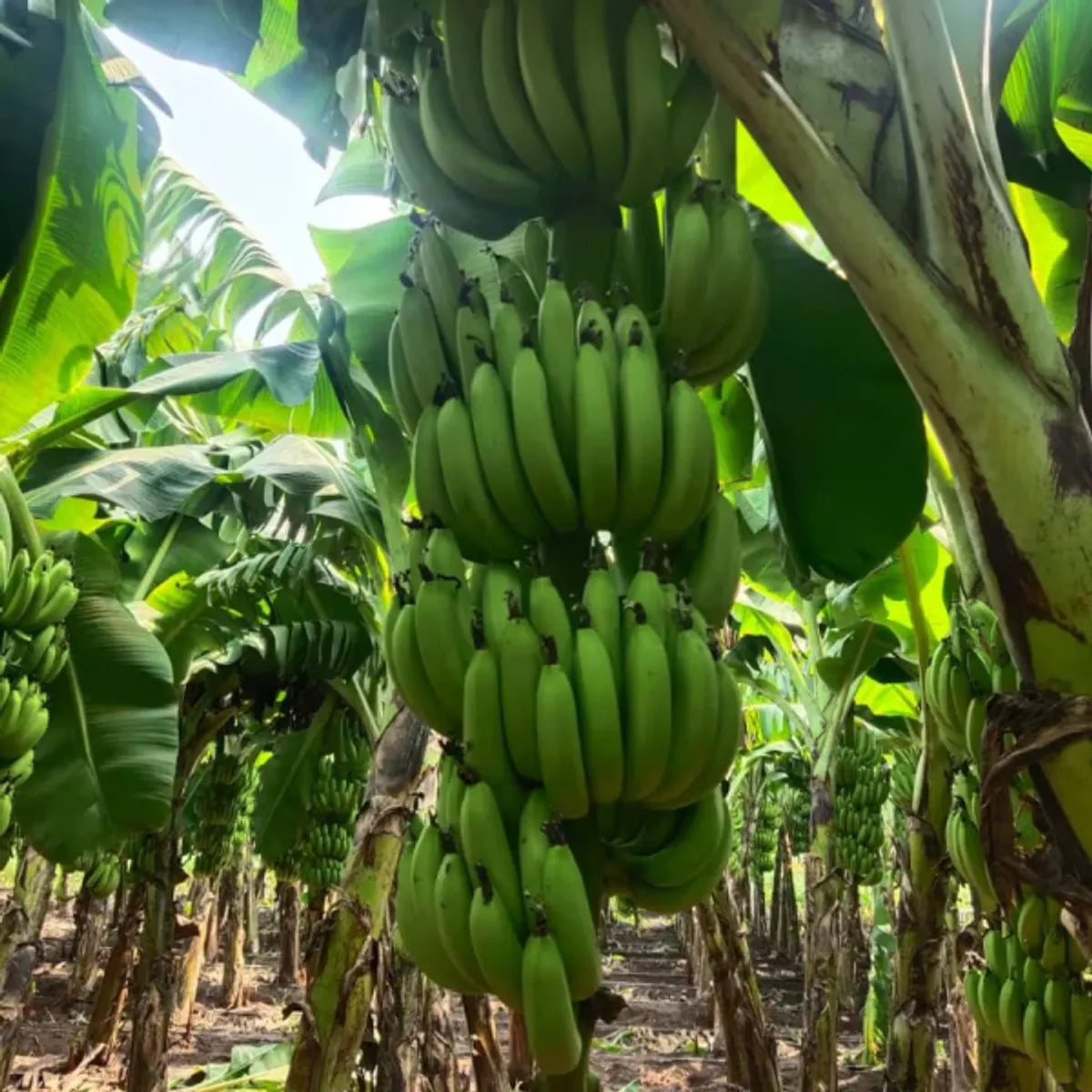 G9 Banana Fruit Plants For Home & Gardening