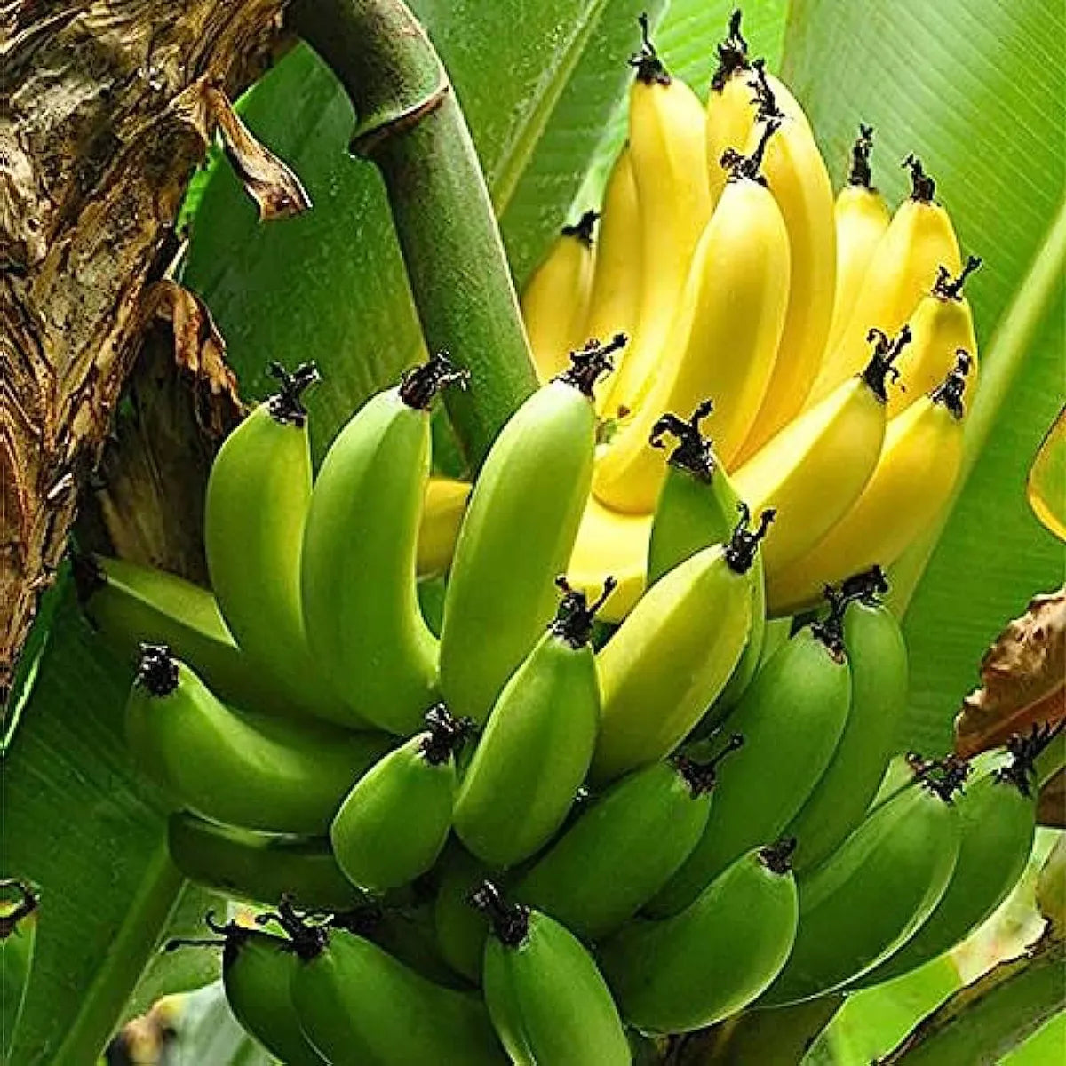 G9 Banana Fruit Plants For Home & Gardening