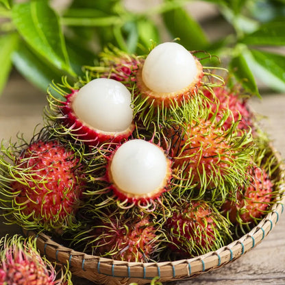 Rambutan Fruit Plants For Home & Gardening