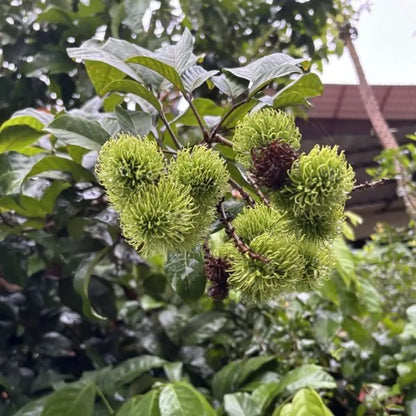 Rambutan Fruit Plants For Home & Gardening