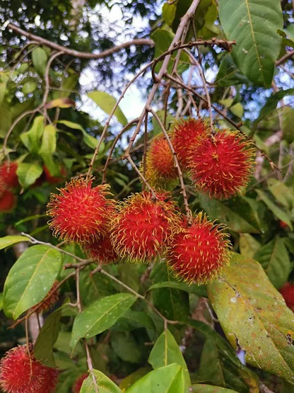 Rambutan Fruit Plants For Home & Gardening