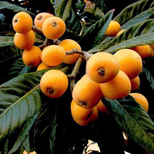 Loquat Fruit Plants For Home & Gardening