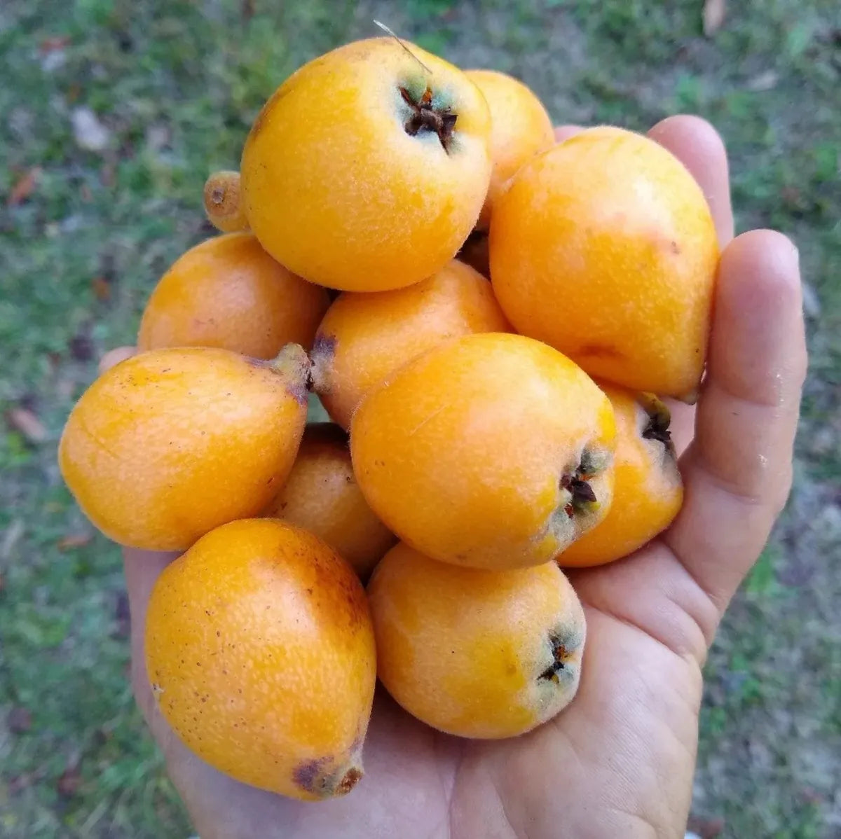 Loquat Fruit Plants For Home & Gardening