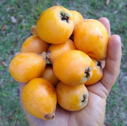 Loquat Fruit Plants For Home & Gardening