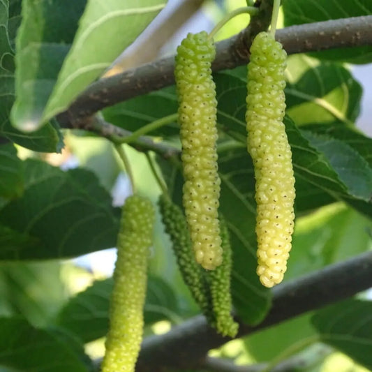 Long Mulberry Fruit Plants For Home & Gardening