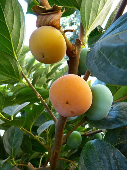 Persimmon Fruit Plants For Home & Gardening