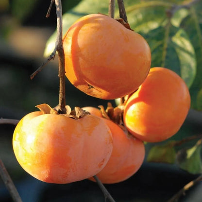 Persimmon Fruit Plants For Home & Gardening