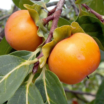 Persimmon Fruit Plants For Home & Gardening